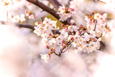 Close-up of cherry blossoms in spring