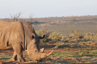 Side view of rhinoceros grazing on field