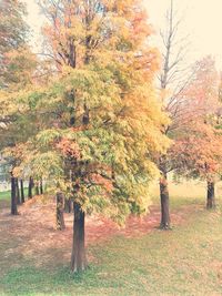 Trees in park during autumn