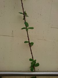 Close-up of potted plant on wall