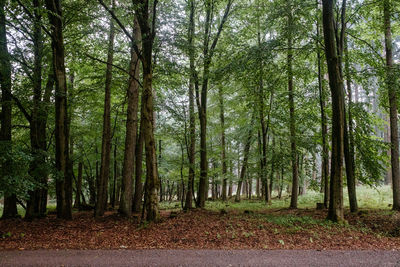 Trees growing in forest