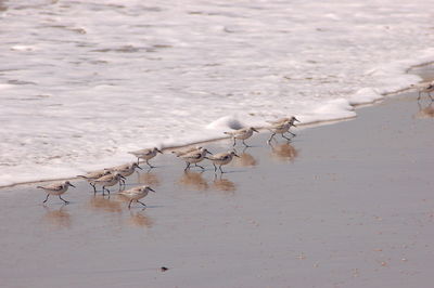 High angle view of seagulls on lake