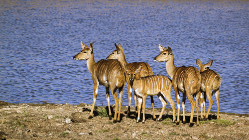 Group of nyalas standing by lake