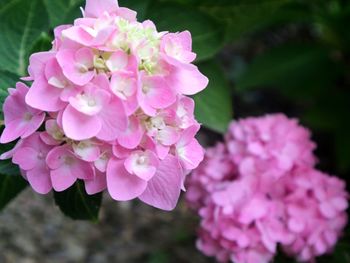 Close-up of pink flowers