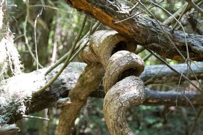 Low angle view of trees growing in forest