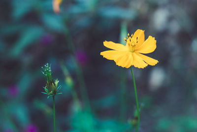 Close-up of yellow flowering plant