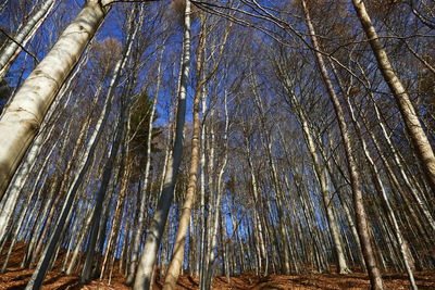 Low angle view of trees against sky