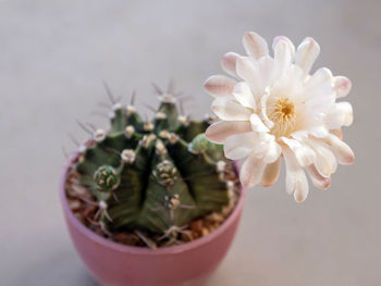 Light brown on white color delicate petal of gymnocalycium cactus flower