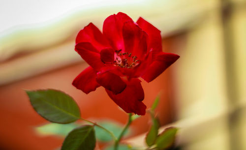 Close-up of red rose flower