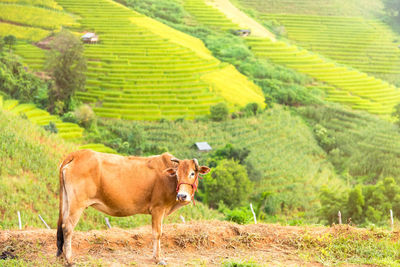 Cows in a field