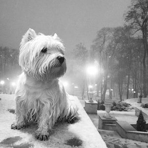 View of a dog looking away