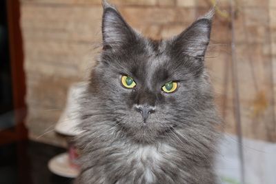 Close-up portrait of cat