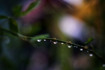 Close-up of water drops on plant