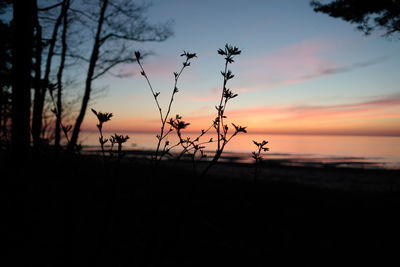 Silhouette plants against sky during sunset