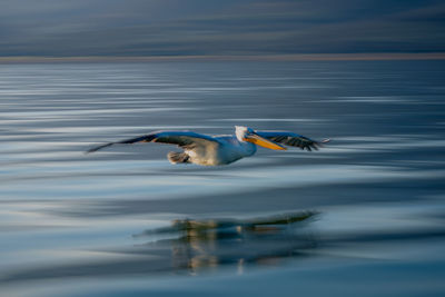 Bird flying over lake