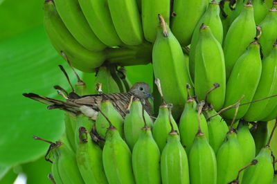 Full frame shot of green fruit on plant