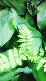 Close-up of green leaves