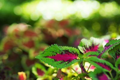 Close-up of plant