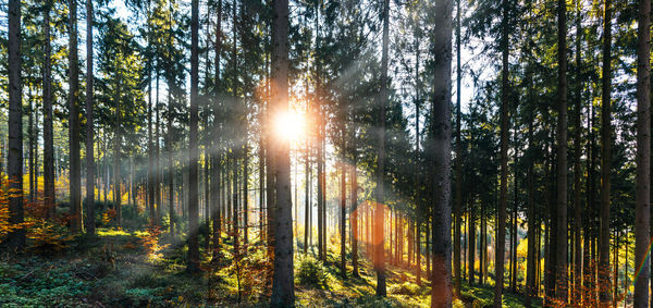 Sunlight streaming through trees in forest