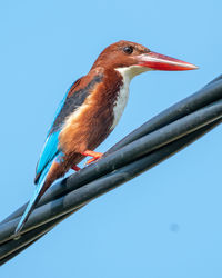 White throated kingfisher shot at malacca malaysia