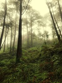 Trees in forest