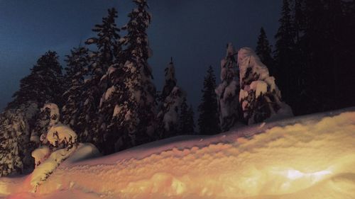 Trees on snow against sky at night