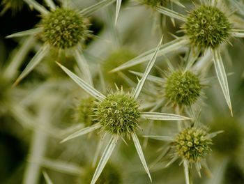 Close-up of dandelion flower