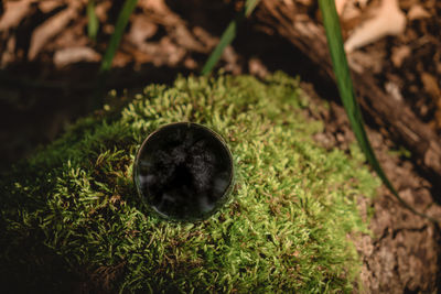 High angle view of plants on field