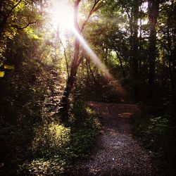 Sun shining through trees in forest