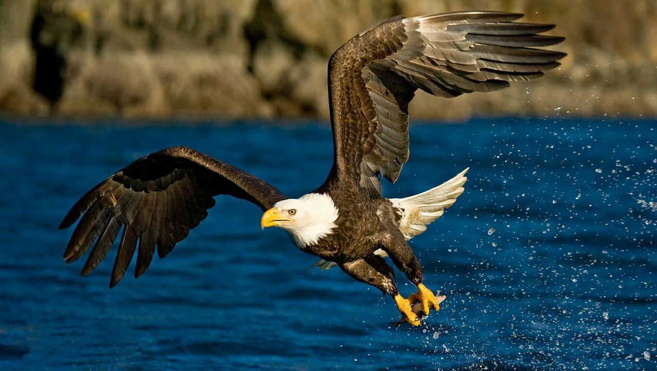 bird, animal themes, animals in the wild, wildlife, spread wings, one animal, flying, water, seagull, focus on foreground, mid-air, sea, animal wing, nature, perching, full length, waterfront, blue, outdoors, day