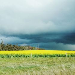 Scenic view of field against sky