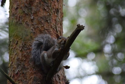 Close-up of bird on tree trunk