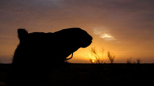 Silhouette dog looking at sunset
