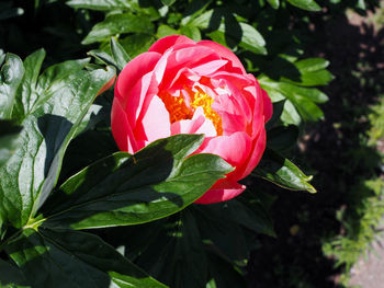 Close-up of pink rose flower