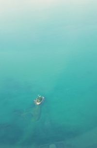 High angle view of jellyfish swimming in sea