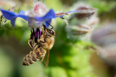 Close-up of bee pollinating on flower