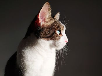 Close-up of a cat looking away