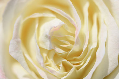 Close-up of white rose