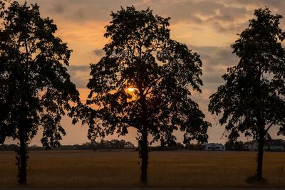 Silhouette trees on field against sky during sunset