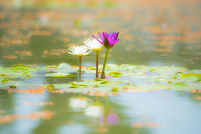 Beautiful flowering water lily - lotus in a garden in a pond. reflections on water surface