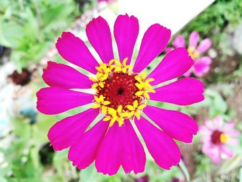 Close-up of pink flower blooming outdoors