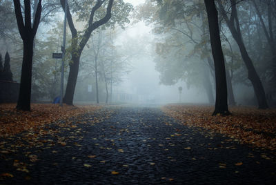 Trees in park during autumn