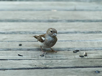 Close-up of bird perching on wood