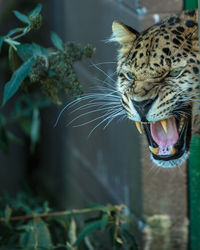 Close up of a leopard