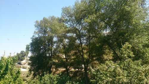 Low angle view of trees