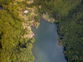 High angle view of trees and plants