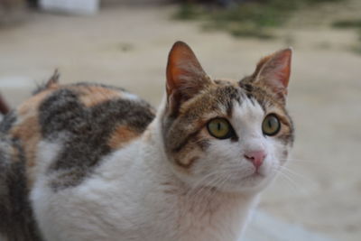 Close-up portrait of a cat