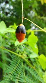 Close-up of a fruit on plant