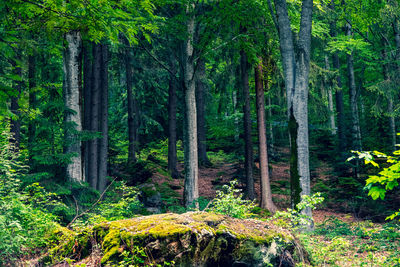 Pine trees in forest