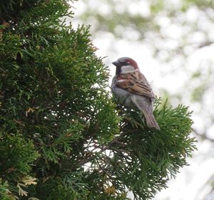 Low angle view of bird perching on tree